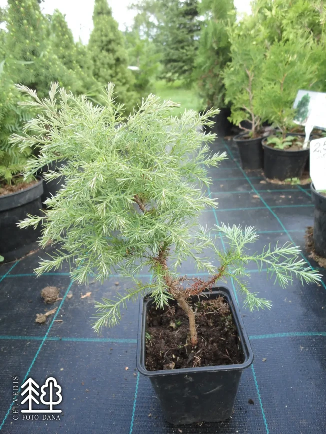 Chamaecyparis pisifera   'Boulevard'